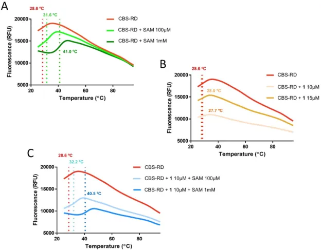 Figure 3. Differential scanning fluorimetry was implemented to identify a possible binding  interaction of the inhibitor 1 with the regulatory domain of CBS (CBS-RD)