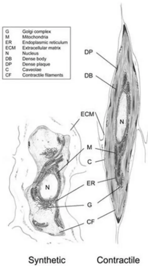 Figure 5. Ultrastructural characteristics of contractile and synthetic SMCs. Contractile SMCs are elongated, spindle shaped  cells and have contractile filaments, whereas synthetic SMCs have a cobblestone morphology and contain a high number of  organelles