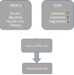 Figure  6.  Pathogenesis  and  risk  factors  of  vascular  fibrosis  in  atherosclerosis