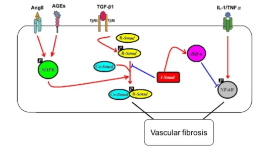 Figure  10.  Signaling  crosstalk  in  vascular  fibrosis.  TGF-β1/TGF-β1R  activation  phosphorylates  R-Smads,  Smad2  and  3