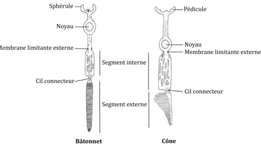 Figure 4: Les photorécepteurs de type cône et bâtonnet.  