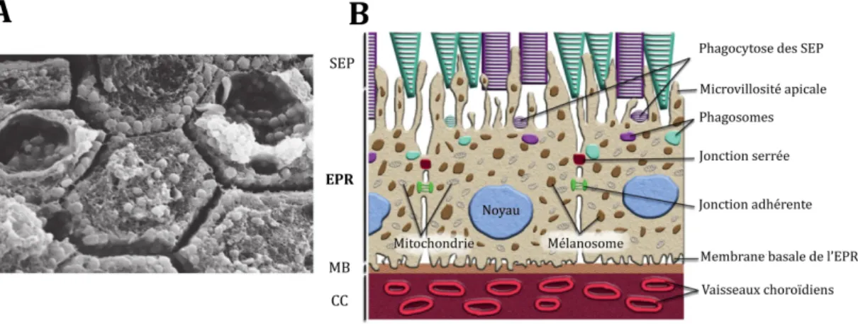 Figure 6: L'épithélium pigmentaire rétinien.  