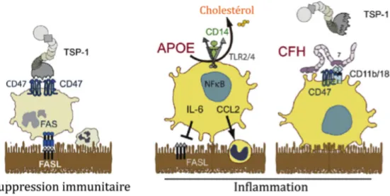 Figure 10: Représentation schématique de l'implication de l'APOE et du CFH dans l'accumulation  des phagocytes mononucléés sous-rétiniens 