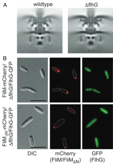 Fig. 1. FliM and FlhG in the context of the C-ring assembly. (A) Cryo-ET images showing 100 × 100 nm slices through symmetrized subtomogram averages of the S