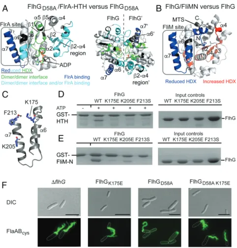 Fig. 3. FliM and FlrA share a binding site at FlhG. (A) Peptides exhibiting reduced HDX in the FlhG D58A /FlrA-HTH complex are mapped onto a structural model of FlhG (generated with SWISS-MODEL based on the structure of homodimeric FlhG from Geobacillus th