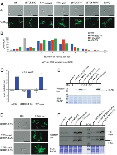 Fig. 4. FlrA – FlhG interaction affects transcriptional and spationumerical control of flagella