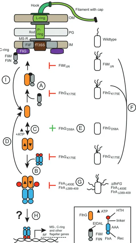 Fig. 5. ATP-dependent partner switch links flagellar C-ring assembly with gene expression