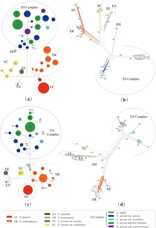 Fig. 2. Networks of Engelhardia. (a and c) Estimates from NETWORK. Each circle indicates a single haplotype and ribotype (a and b from cpDNA; c and d from nrITS)  sized in proportion to its frequency