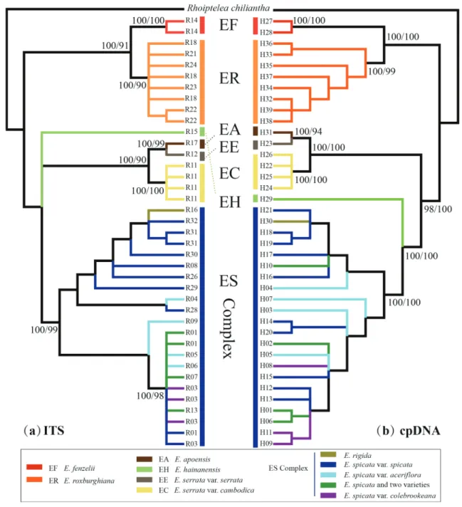 Fig. 3. Bayesian consensus tree based on nrDNA ITS (a; left) and the combined cpDNA haplotypes (b; right)