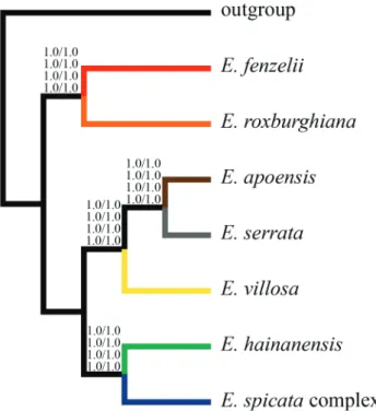 Fig. 7. A hypothetical and simpliﬁed ﬂow chart for phylogenetic analyses based on DNA haplotype