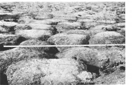 Figure  6.1  Frost  mounds at Inuvik, Northwest  Territories,  denuded  of  all peat  and  surface vegetation  by  the 1968 fire (from Watmore, 1969