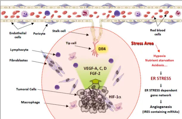 Figure 3. Schematic model of the network of gene expression co-regulation by IRES elements in stress conditions during tumoural progression