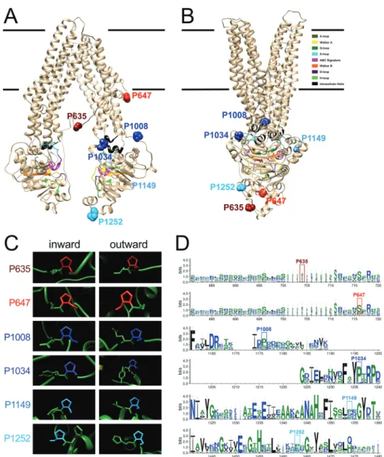 Figure 1. Mapping and conservation of surface-exposed proline residues on Arabidopsis ABCB1