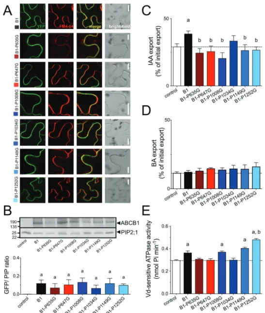 Figure 2. Mutation of most surface-exposed prolines in ABCB1 reduces IAA export. A, mutation of six surface-exposed prolines does not significantly al- al-ter expression and PM as revealed by confocal imaging of ABCB1-GFP of tobacco leaves transfected with