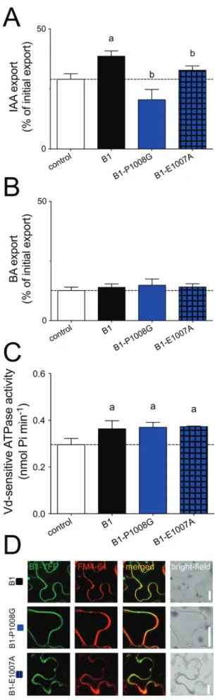 Figure 3. Mutagenesis of the D/E-P1008 motif abolishes the auxin- auxin-transport activity of ABCB1 without interfering with its ATPase activity
