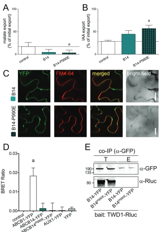 Figure 4. Introduction of an E-P motif into malate importer, ABCB14, increases its transport activity