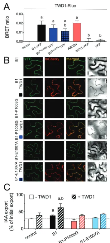 Figure 5. The D/E-P1008 motif in ABCB1 is important for interaction with TWD1 and regulation by TWD1