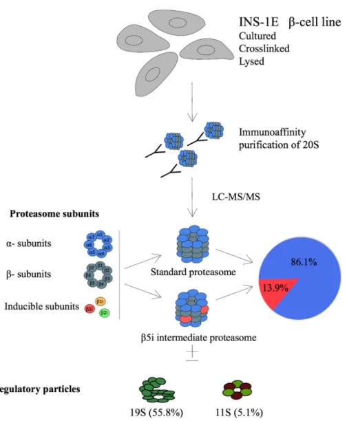 Fig 2. Identification of intermediate proteasomes in INS-1E cell line. Four x10 8 cells were cross-linked, lysed, their proteasomes immunoprecipitated with mAb MCP21 and analyzed by LC-MS/MS