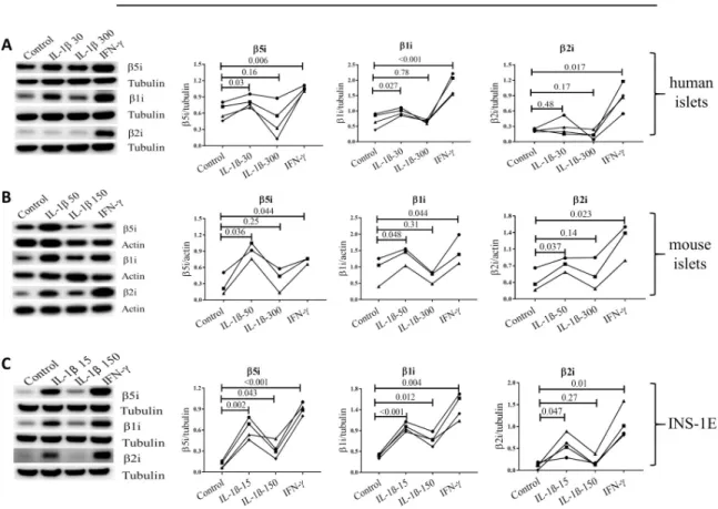 Fig 4. Cytokines induce upregulation of inducible proteasome subunits in islets/cells