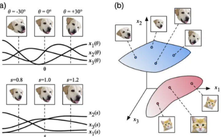 FIG. 1. Perceptual manifolds in neural state space.(a) Firing rates of neurons responding to images of a dog shown at various orientations θ and scales s