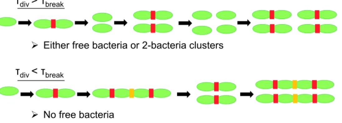 Figure 4 – Mod` ele simplifi´ e de croissance et dislocation des agr´ egats, o` u toutes les bact´ eries se divisent apr` es un temps τ div et o` u tous les liens se cassent apr` es τ break .