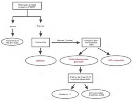 Figure 1.7 – Algorithme utilisé dans le cadre d’un diagnostic lorsque l’on suspecte un cas de SPW.