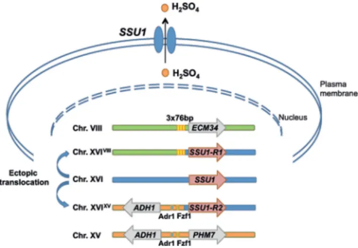 Figure 3. Mechanisms of sulfite resistance through reciprocal translocations.