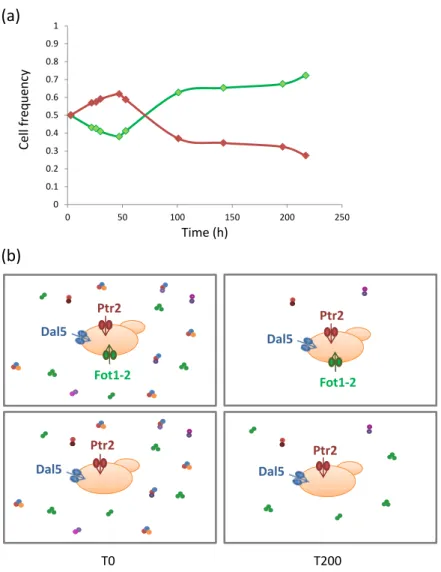 Figure 4. Competitive advantage of FOT genes acquired through HGT in wine yeasts during grape must fermentation