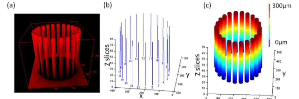 Figure  2:  Image  analysis  program  for  a  microdevice  with  slightly  displaced  pillars  induced  by  MCF7  spheroid (unlabelled), (a) a 3D confocal view of the whole microdevice to analyze the deformation of the  pillars, (b) a representation of the