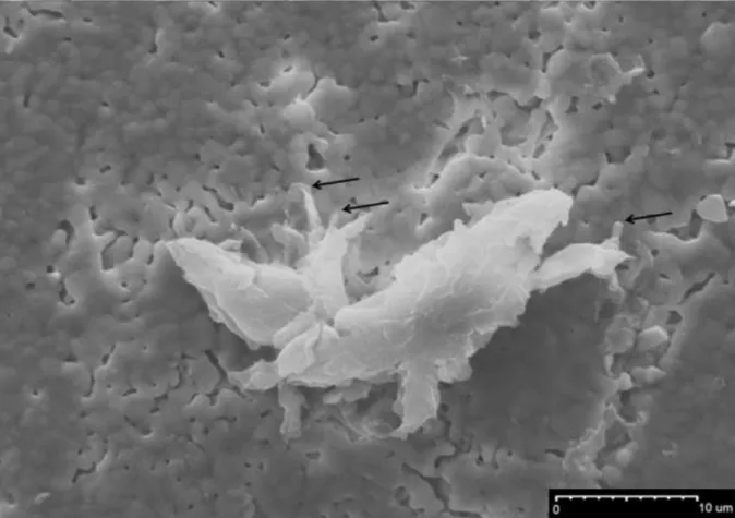 Figure 9. Bone marrow adherent cell after 8 days of culture on a 10Cu-600 ceramic disk