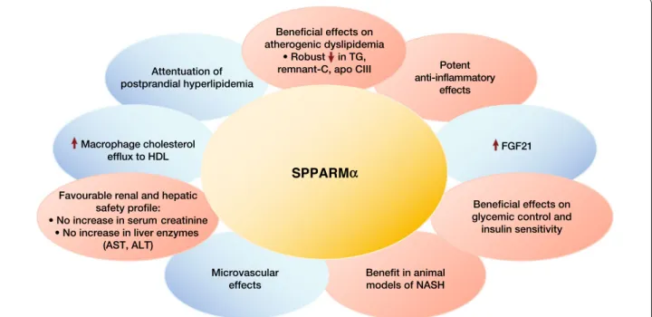 Fig. 6  Differentiation of the pharmacological profile of a SPPARMα (pemafibrate) based on available data