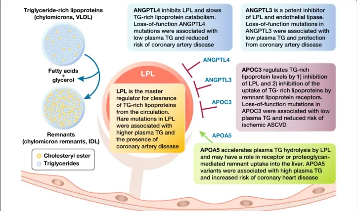 Fig. 2  Genetic studies suggest novel approaches for the management of hypertriglyceridemia focused on key targets involved in the regulation of  triglyceride‑rich lipoprotein metabolism: apolipoprotein C‑III (encoded by APOC3), angiopoietin‑like proteins 