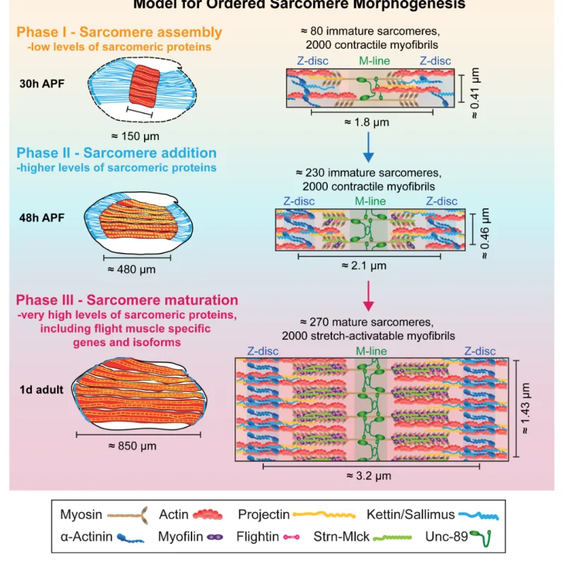 Figure 9. Model for ordered sarcomere morphogenesis. Phase 1 - Sarcomere assembly: Sarcomeric proteins are expressed at low levels, enabling the self-assembly of immature sarcomeres and myofibrils at around 30 hr APF