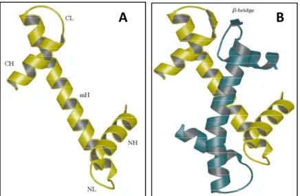 Figure 5: Showing the structure of the histone fold motif of H3 (A), H3-H4 heterodimer showing  the two histones interdigitated in a handshake motif (B)   Image adapted from (49) 