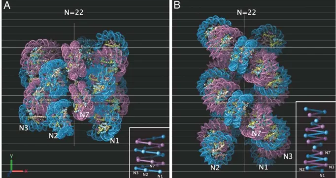 Figure  13:  Two  widely  accepted  models  of  30nm  chromatin  fiber  (A)  Interdigitated  one-start  helix model (B) Two-start helical crossed linker model