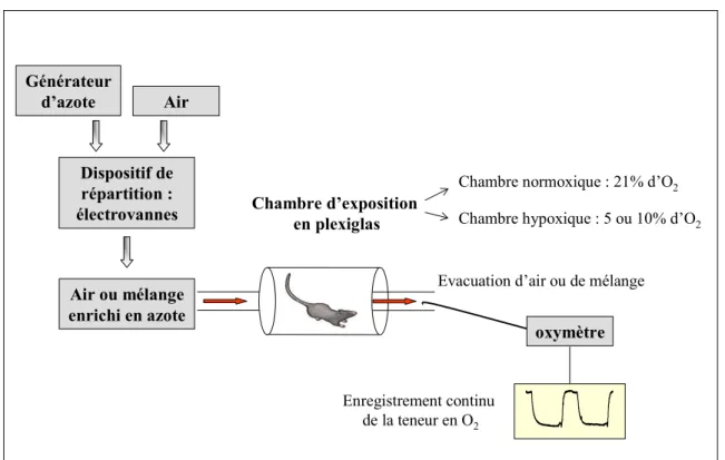 Figure 6 : Représentation schématique du dispositif d’exposition à l’hypoxie intermittente  ou à la normoxie