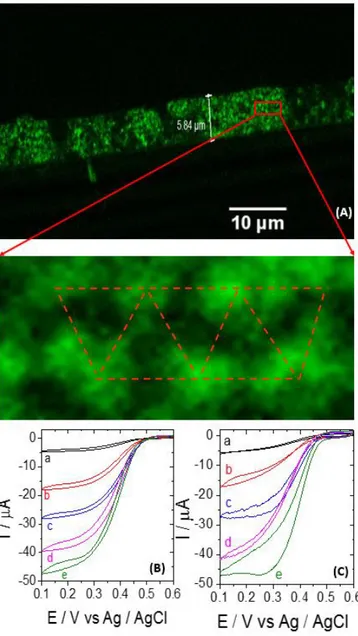 Figure 3. (A) Cross-section image of a macroporous electrode with 11 half layers modified with Alexa  488 labeled cys-BOD recorded by confocal fluorescence spectroscopy