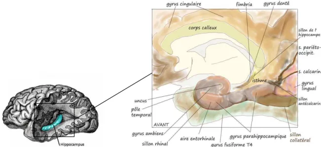 Figure 1: Représentations anatomiques de la région hippocampique et parahippocampique  Image de gauche d'après Gray 1858, image de droite d'après Di Marino 2010