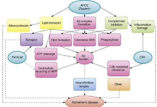 Figure 4: Implication  des  gènes  ApoE,  CLU,  PICALM  et  CR1  dans  le  développement  de  la  maladie  d'Alzheimer  