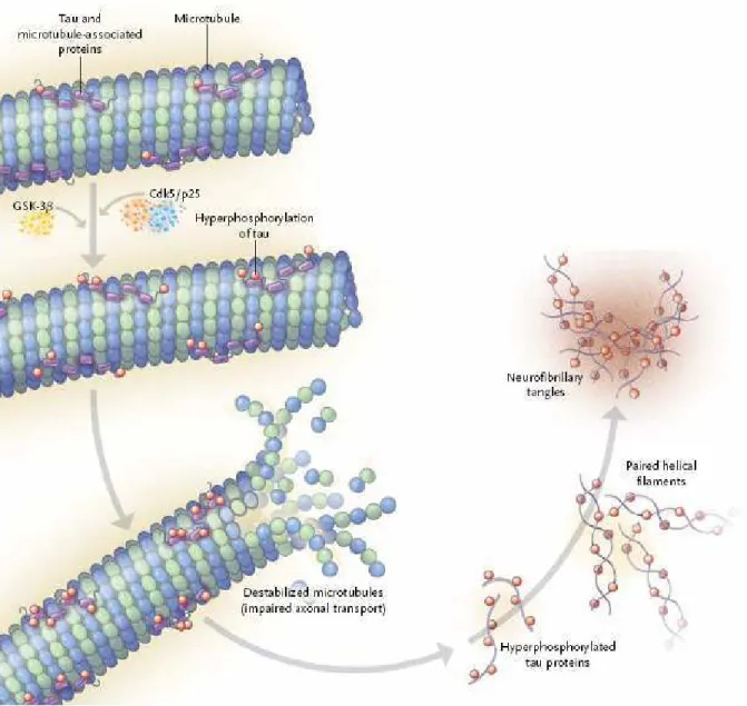 Figure 13: Agrégation de la protéine Tau et dysfonction des microtubules 