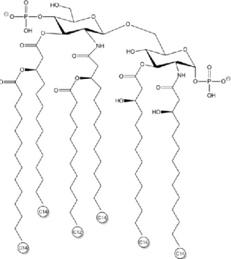Figure 5 :  Schématisation du lipide A des bactéries de l’espèce Escherichia coli Schématisation du lipide A des bactéries de l’espèce Escherichia coli 