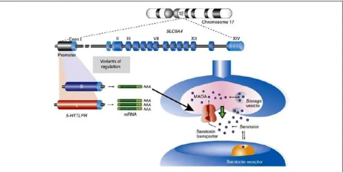 Figure 11 Représentation du mode d’action du transporteur de la sérotonine et du polymorphisme 5- 5-HTTLPR (Canli and Lesch, 2007) 