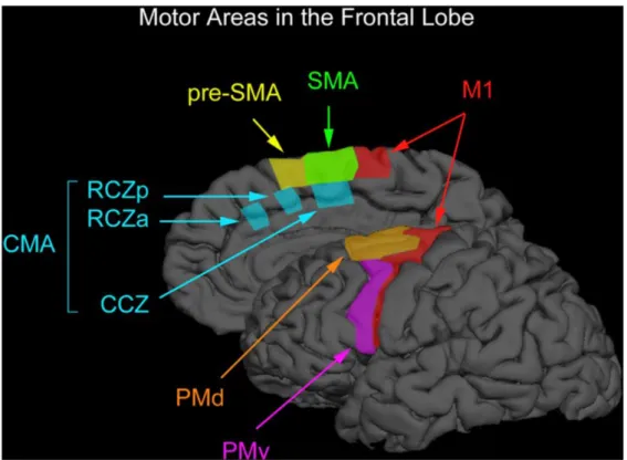 Figure 4 Représentation de la SMA au niveau des zones motrices du lobe frontal  