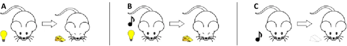 Figure 3: Blocking effect. (A) Light (S1) is associated with food. (B) In a following phase, light (S1) and sound  (S2) together  are associated with food