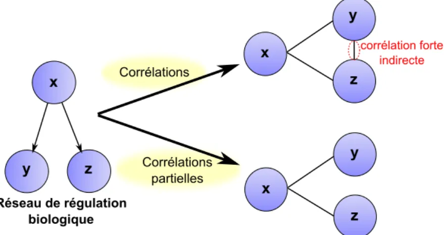 Figure 2.5 Limite de l’utilisation des corr´ elations pour l’inf´ erence de r´ eseau.