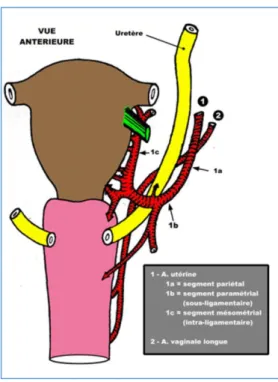 Figure 3 : Structures anatomiques situées dans les paramètres, latéralement au col utérin