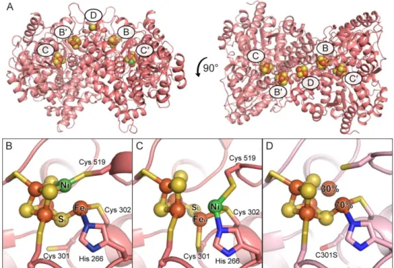 Figure 1. The metalloclusters of CODH. A) The overall homodimeric structure of  DvCODH (PDB  ID  6B6V)