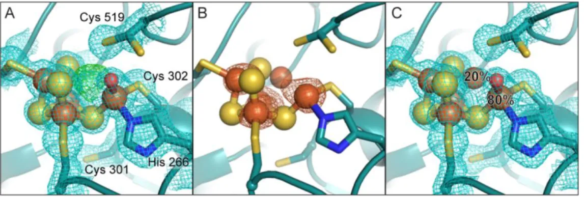 Figure 2. The DvCODH −CooC  C-cluster is a [3Fe-4S] cluster with a mobile Fe u . A) Refinement of a [3Fe- [3Fe-4S]-Fe u   C-cluster  results  in  positive  F o −F c electron  density  (green  mesh,  contoured  to  +3σ)  at  the  Ni  binding  site