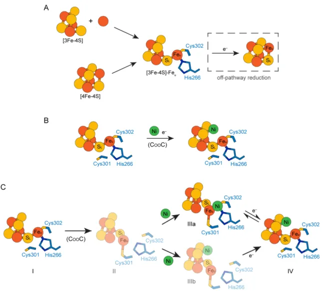 Figure 5. Models of C-cluster assembly. A) Formation of the C-cluster Fe-S scaffold. The Fe-S scaffold  could  be  assembled  through  two  different  pathways