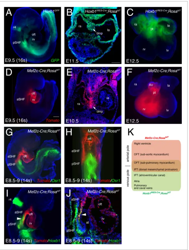 Figure 1. Characterization of two transgenic lines defining complementary domains of the SHF